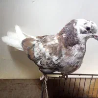 کفتر پرشتی