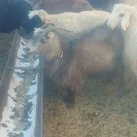 بز جوان ابستن