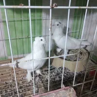 فروش سفید سلمدار خال توگردن|پرنده|بندر گناوه, |دیوار