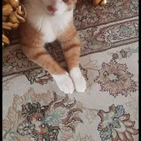 واگذاری گربه