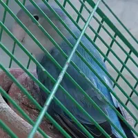 کوتوله برزیلی معاوضه با عروس هلندی|پرنده|سراوان, |دیوار