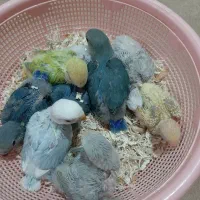 جوجه برزیلی|پرنده|مشکین‌دشت, |دیوار