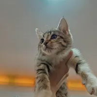 بچه گربه سفید قهوه