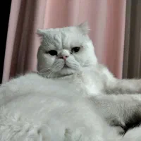 اسکاتیش‌پرشین‌نر جهت‌جفت‌گیری