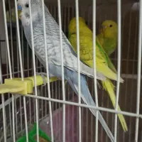 دو عروس هلندی ماده جوان و تعدادی مرغ عشق فروشی|پرنده|گلبهار, شهر جدید گلبهار|دیوار