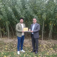 صنوبر مشهد، سریع‌الرشد و مقاوم به گرمای خراسان