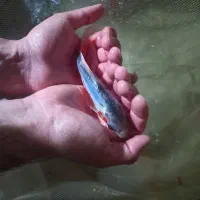 ماهی کوی|ماهی|مشهد, حجت|دیوار