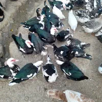 مرغابی ترکی اصل نر وماده|حیوانات مزرعه|سردشت, |دیوار