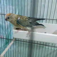 اوازه خوان ماده