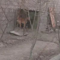 سگ نر افغان