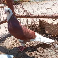 کبوتر