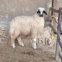 بره نر