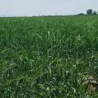 زمین-کشاورزی-براصلی-سنددار