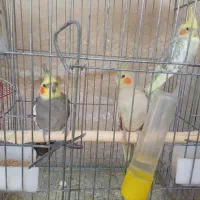 فروش سه عدد عروس هلندی