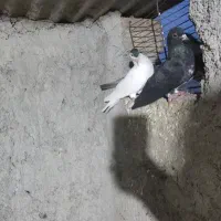 ۲عدد ماده