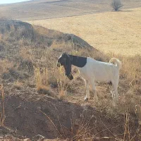 فروش دو راس بز ماده