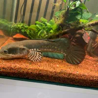 ماهی چانا پالچرا هایفن