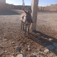 خر رمه ای|حیوانات مزرعه|درمیان, |دیوار