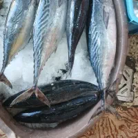 ماهی تازه|ماهی|جهرم, |دیوار