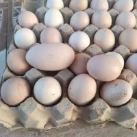 تخم مرغ محلی نطفه دار باضمانت