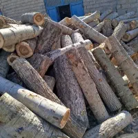 خرید درخت خرید چوب قطع برش تر وخشک|خدمات باغبانی و درختکاری|اهر, |دیوار