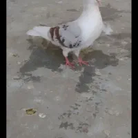 کفتر عروسک