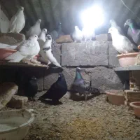 کبوتر|پرنده|تبریز, |دیوار