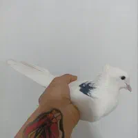 ۵ تا کفتر پرشی