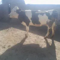 گاو گوساله ماده سیمنتال