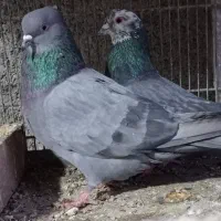 کبوترپرشی آسمان خراش