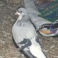 بدرنگ ماده|پرنده|اقبالیه, |دیوار