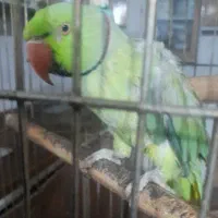 طوطی