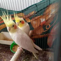 عروس هلندی مولد