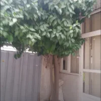 منزل حیاط دار ۲ خواب علامه جعفری|اجارهٔ خانه و ویلا|اصفهان, وحید|دیوار