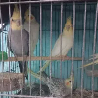 فروش عروس هلندی