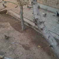 تعدادی کفتر نر بدرنگ|پرنده|شاهین‌شهر, شهرک پردیس|دیوار