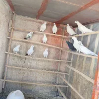فروشی به صورت یکجا