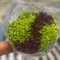 استخدام ویزیتور