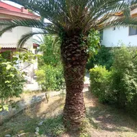 درخت فونیکس|گل و گیاه طبیعی|نوشهر, |دیوار