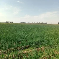 فروش-5-هکتار-زمین-کشاورزی-هیئتی-سبیلی