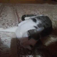 واگذاری گربه یکساله