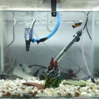 معاوضه با پرنده و وسیله و...