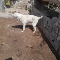 واگذاری
