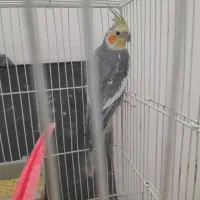 عروس هلندی نر