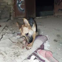 سگ ژرمن شپرد ماده بسیار با هوش ۵ ماه بدون ش|سگ|نظرآباد, شهرک سید جمال الدین|دیوار