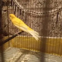 قناری معاوضه با سهره تازه نر