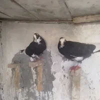 سیاه پلنگ