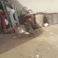 بقلمون برنز