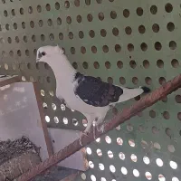 کبوتر