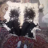 پوست گاو درجه یک عرضیکو نیم در دو نیم متر